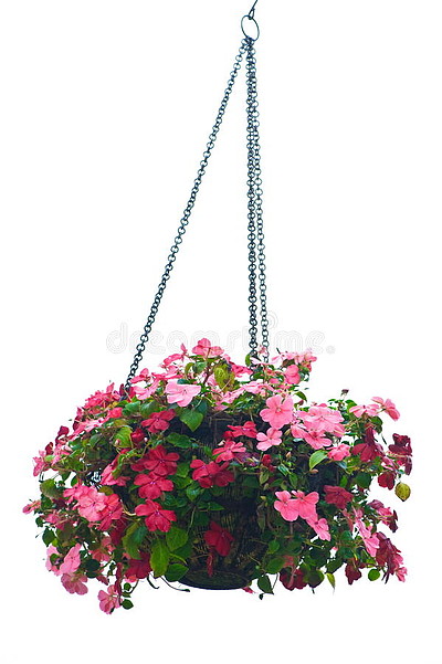 【吊篮、花】图片免费下载_吊篮、花素材_吊篮、花