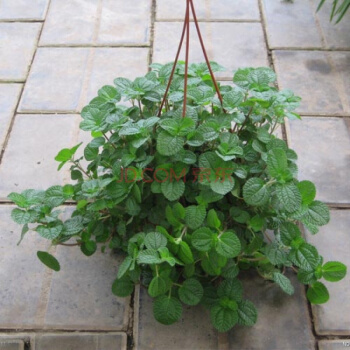 苏之卉吸毒草吊篮吊兰盆栽绿植植物花卉净化空气吸甲醛办公室盆景【图片 价格 品牌 报价】-京东