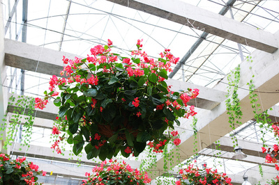 游花记  移动版