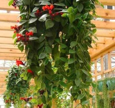 漂亮养眼的8种吊篮植物,花儿是那么灿烂,吊兰、绿萝都弱爆了