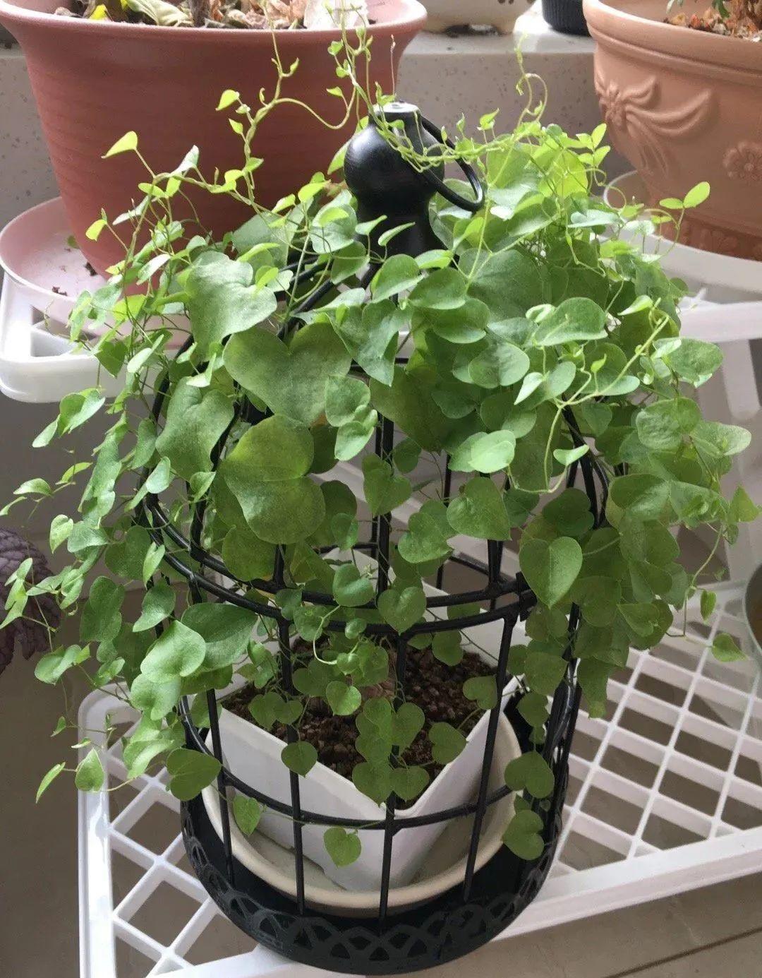 批发室内观叶植物盆栽 长藤绿萝垂吊180#绿萝吊兰吊篮基地直销