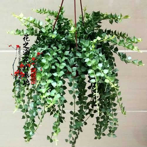 新品百万心吊兰藤纽扣玉吊篮观叶植物盆栽易养耐阴旱常绿花卉